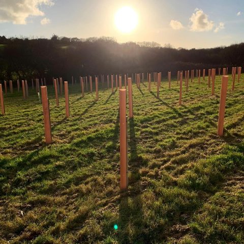 Save the Date – CMN and Grower CPD Networking Day